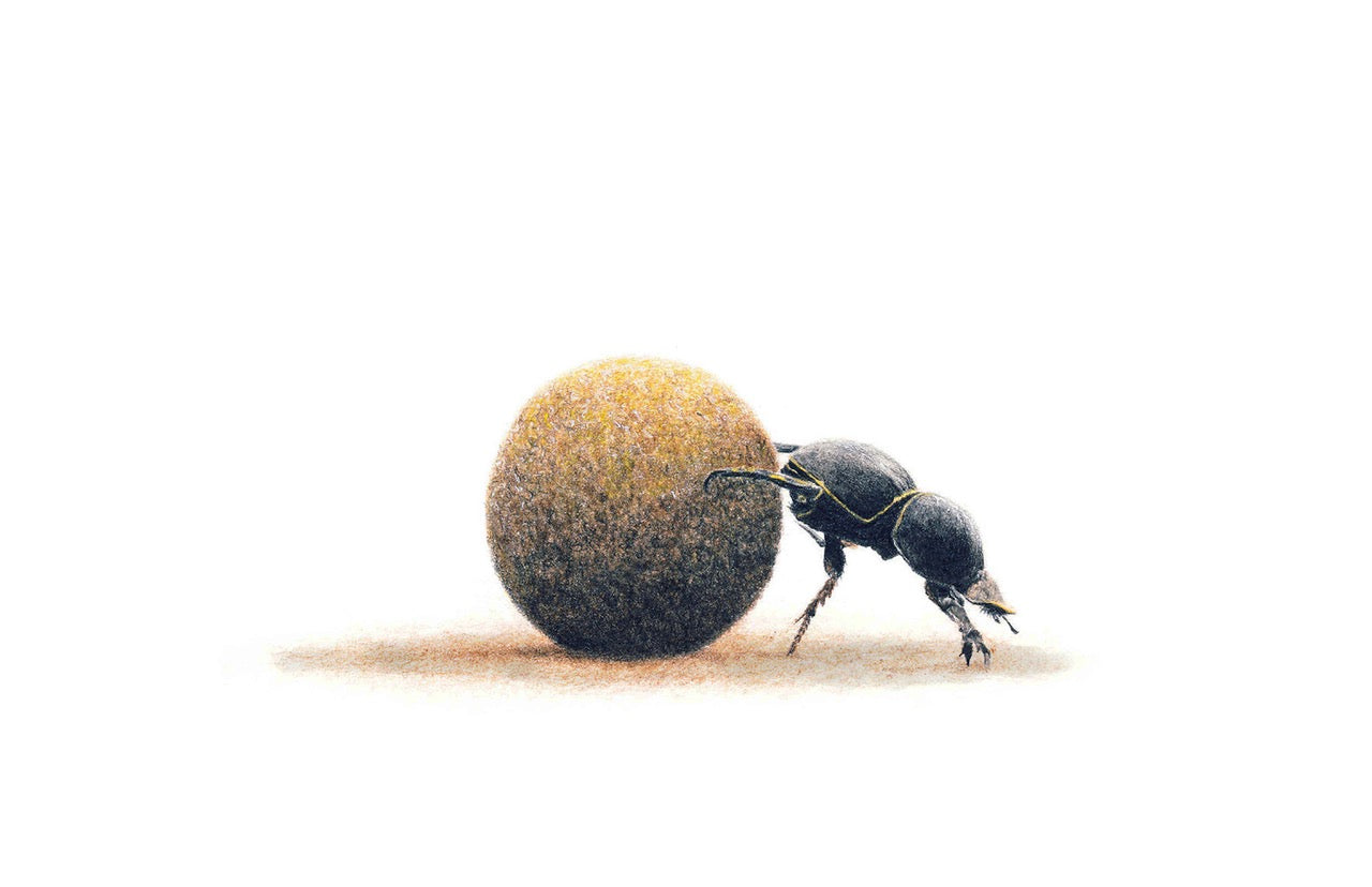 Dung beetle pushing a ball of dung on a white background